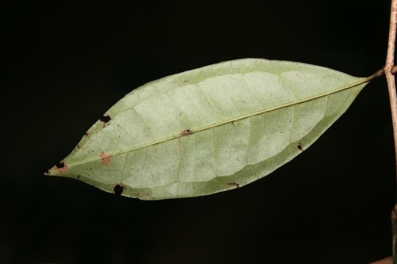 Eugenia 4