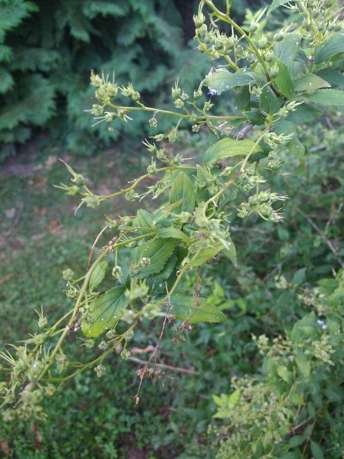 Deutzia gracilis 3