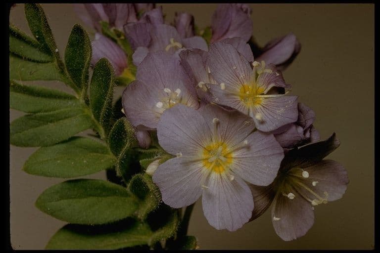 Polemonio della California 3
