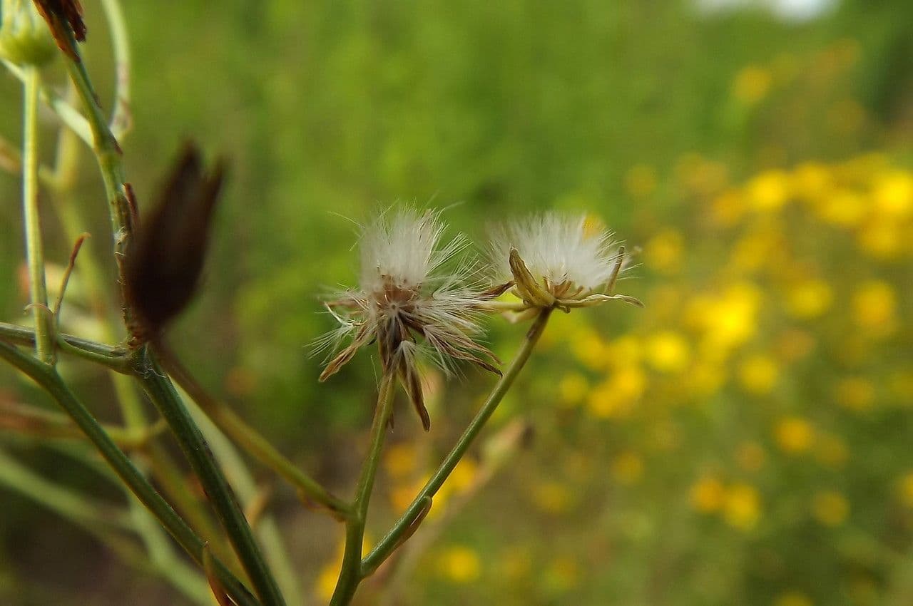 Radicchiella capillare 3