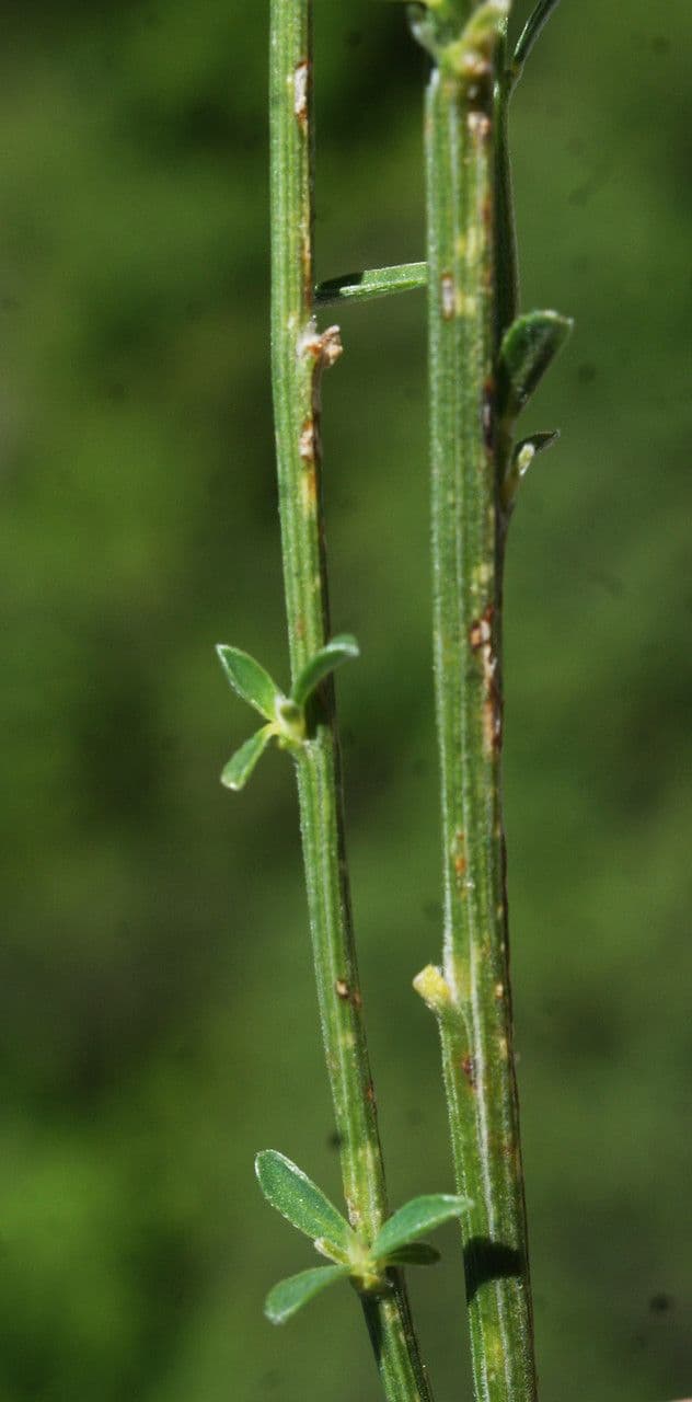 Ginestra cenerina 16