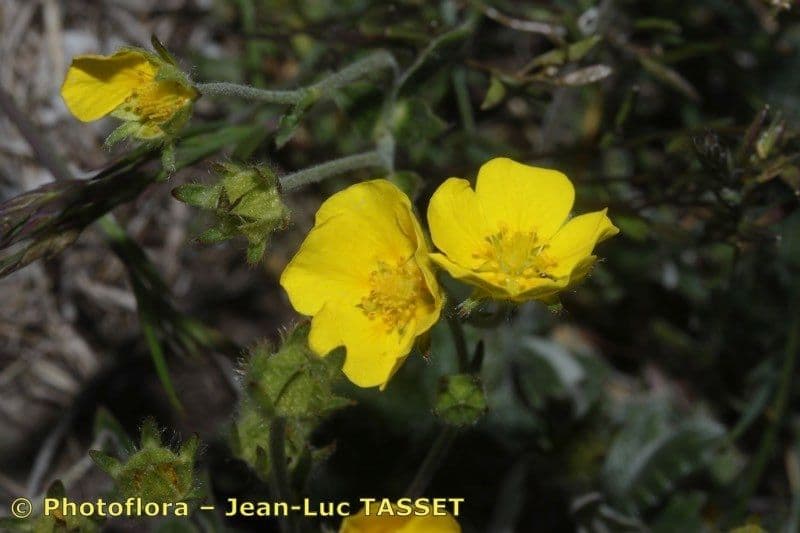 Potentilla nivea 3