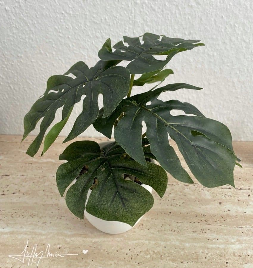 Monstera lahodná 9