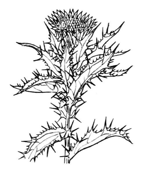 Carlina lanata 27