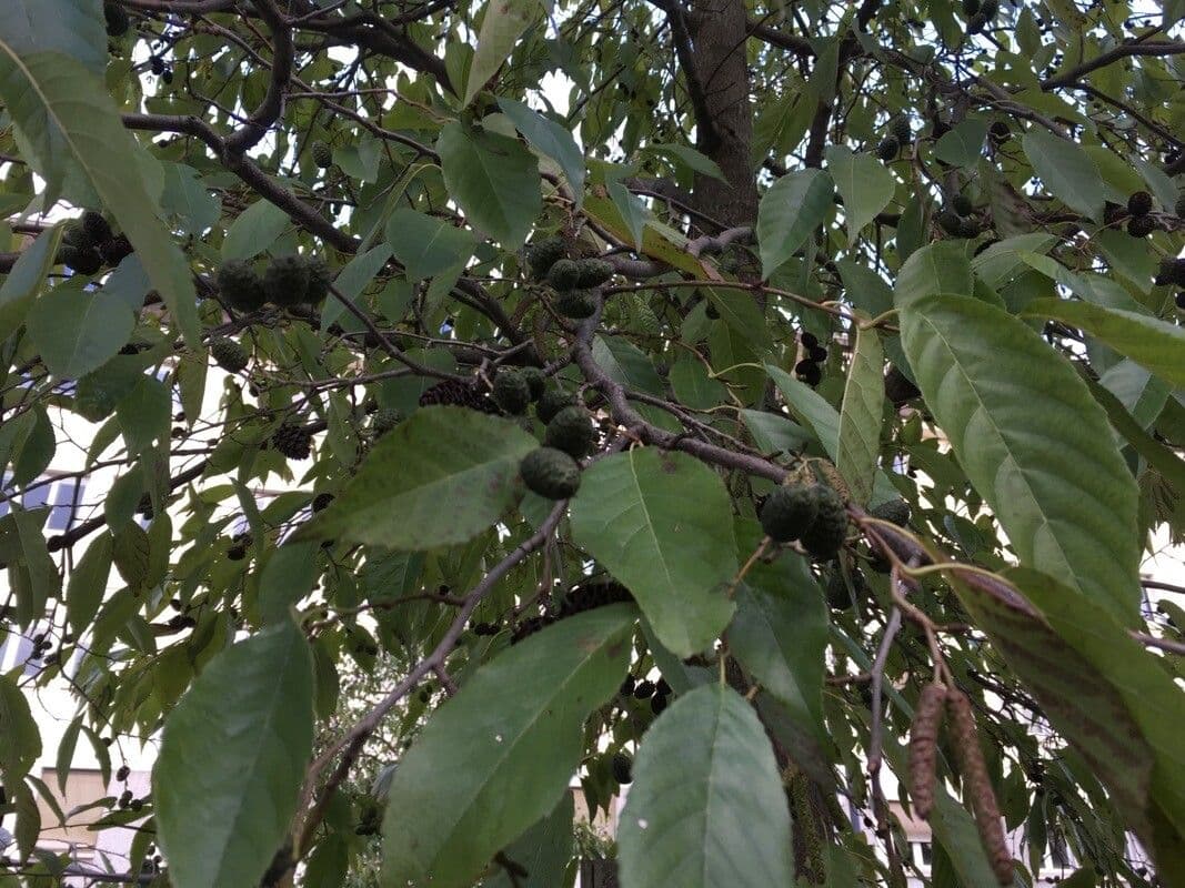 Ontano del Giappone 3