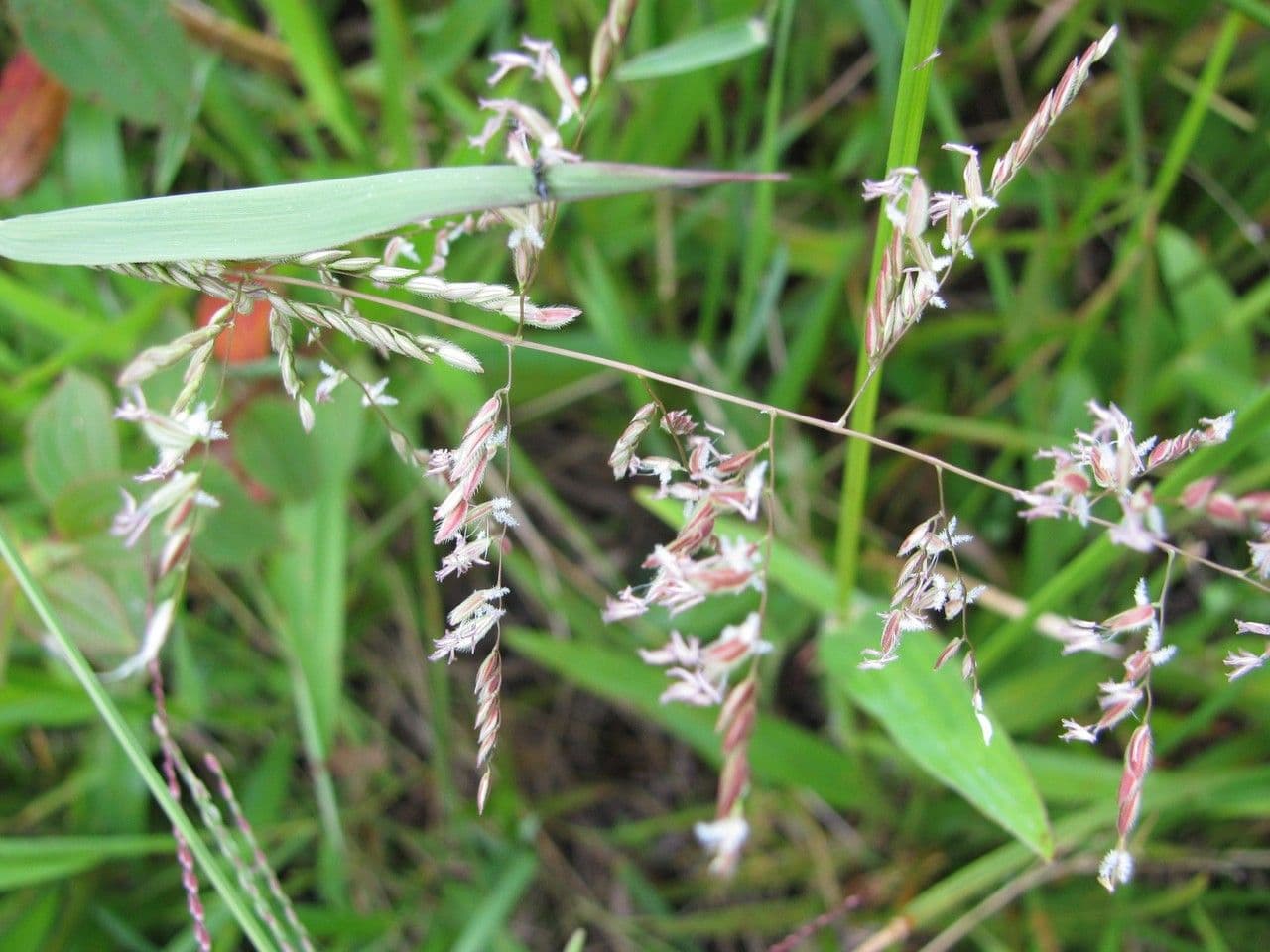 Leersia hexandra 4
