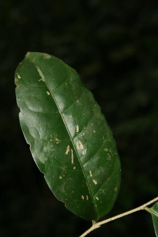 Drypetes variabilis 9