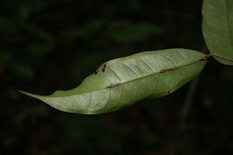 Kleinblütige Eschweilera 10