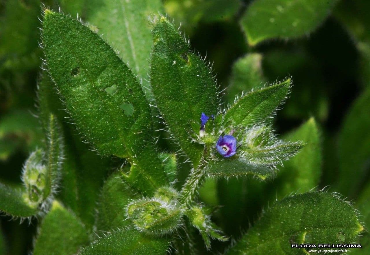 Lappola aspera 17