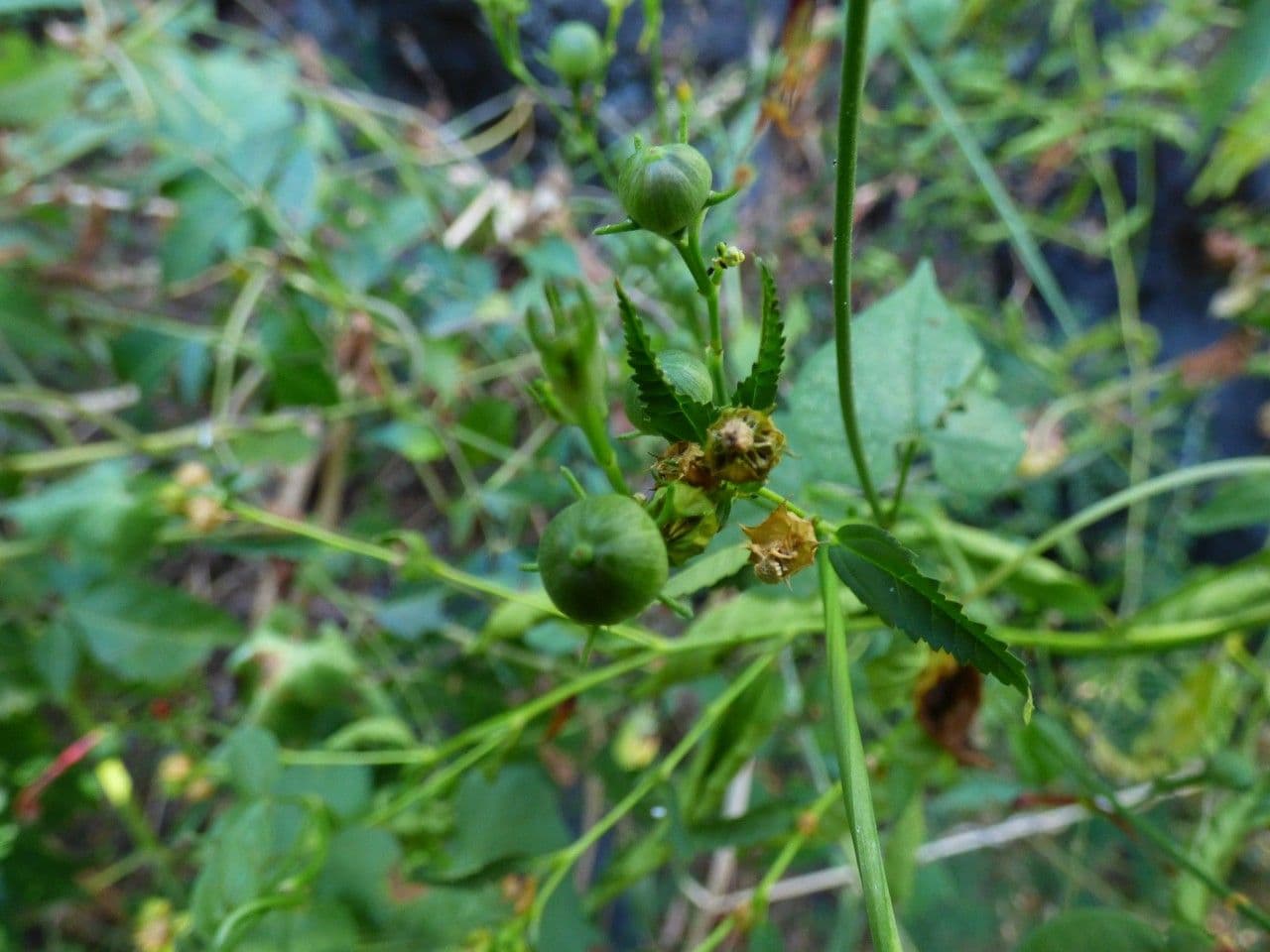 Ipomoea hederifolia 3