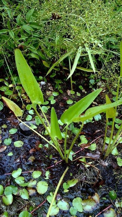 Pontederia 18