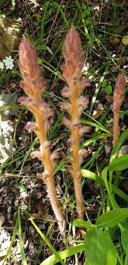 Orobanche alba 17