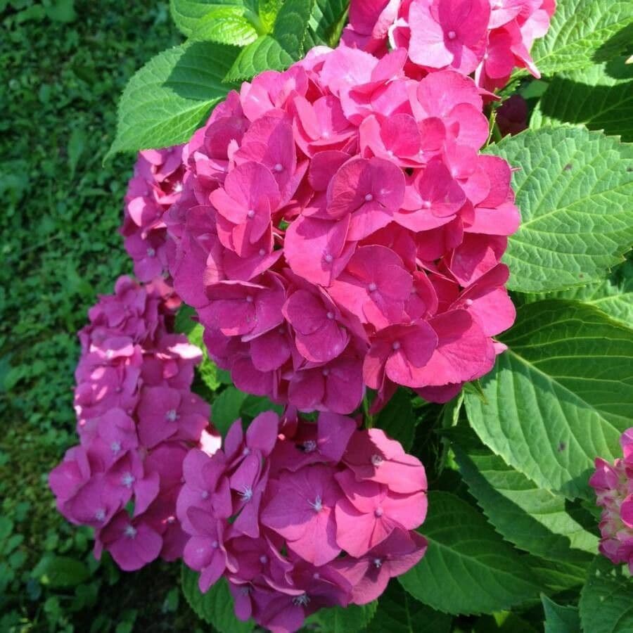 Hortensia 8