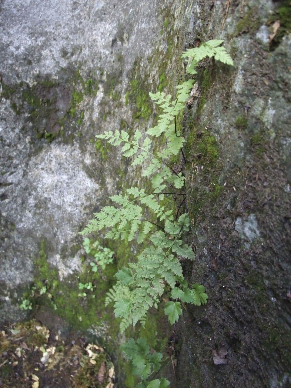 Cistotteride