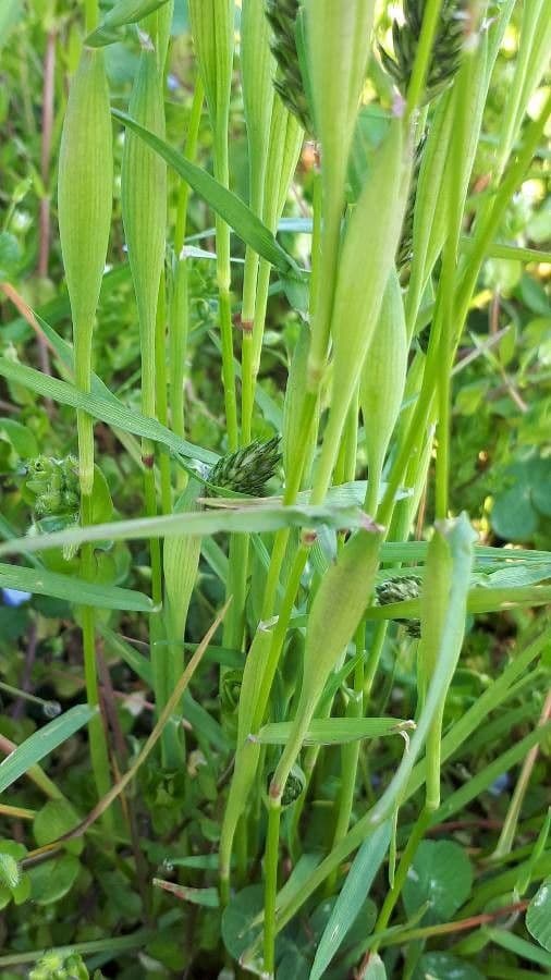 Rendle's meadow foxtail 10