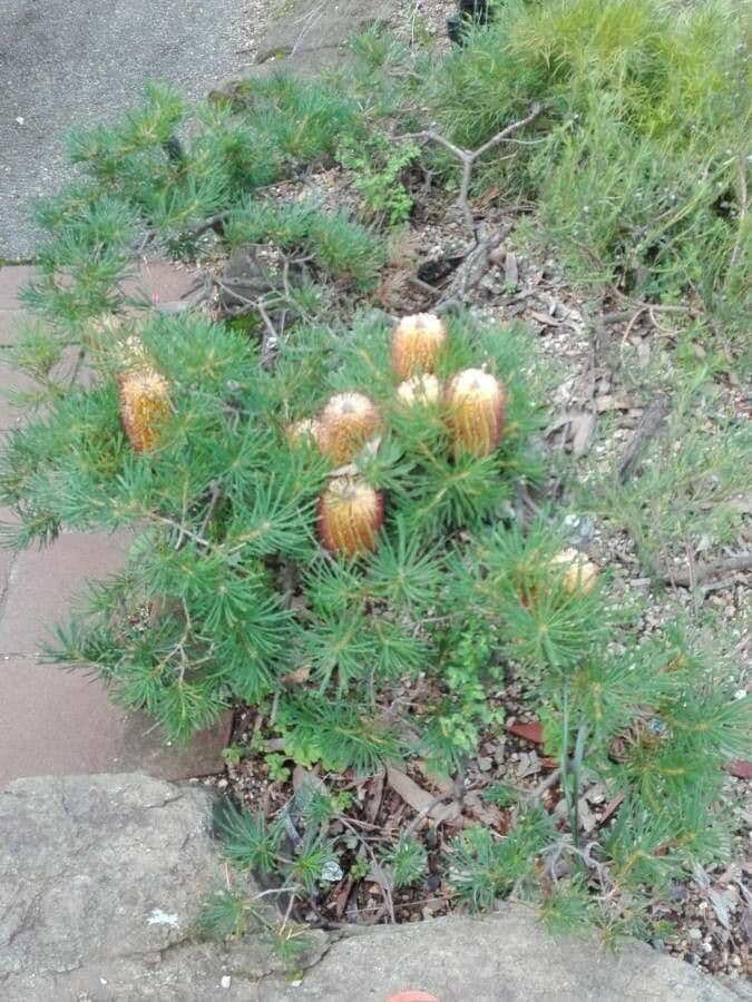 Banksia espigada 4
