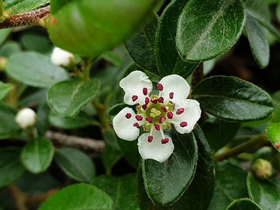 Cotoneaster di Dammer 10