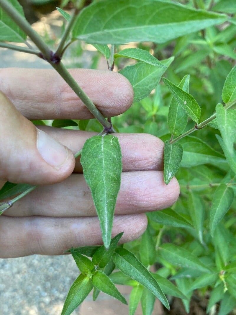 Anisacanthus 12