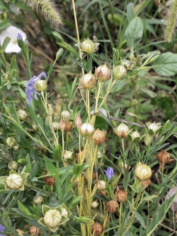 Linseed 5