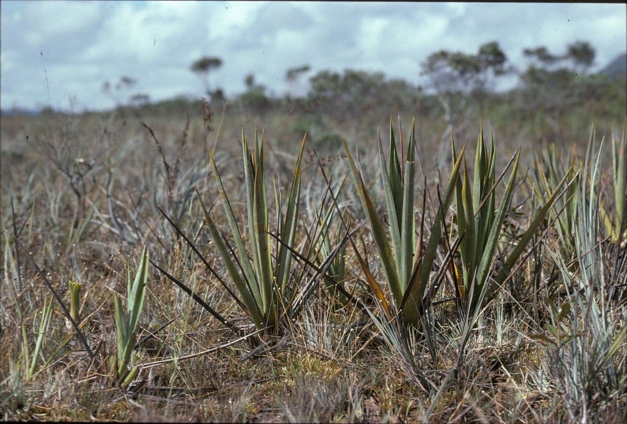 Brocchinia 3