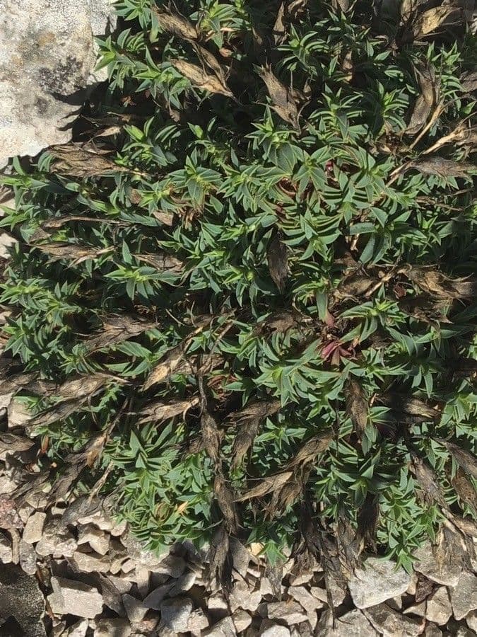 Garofano