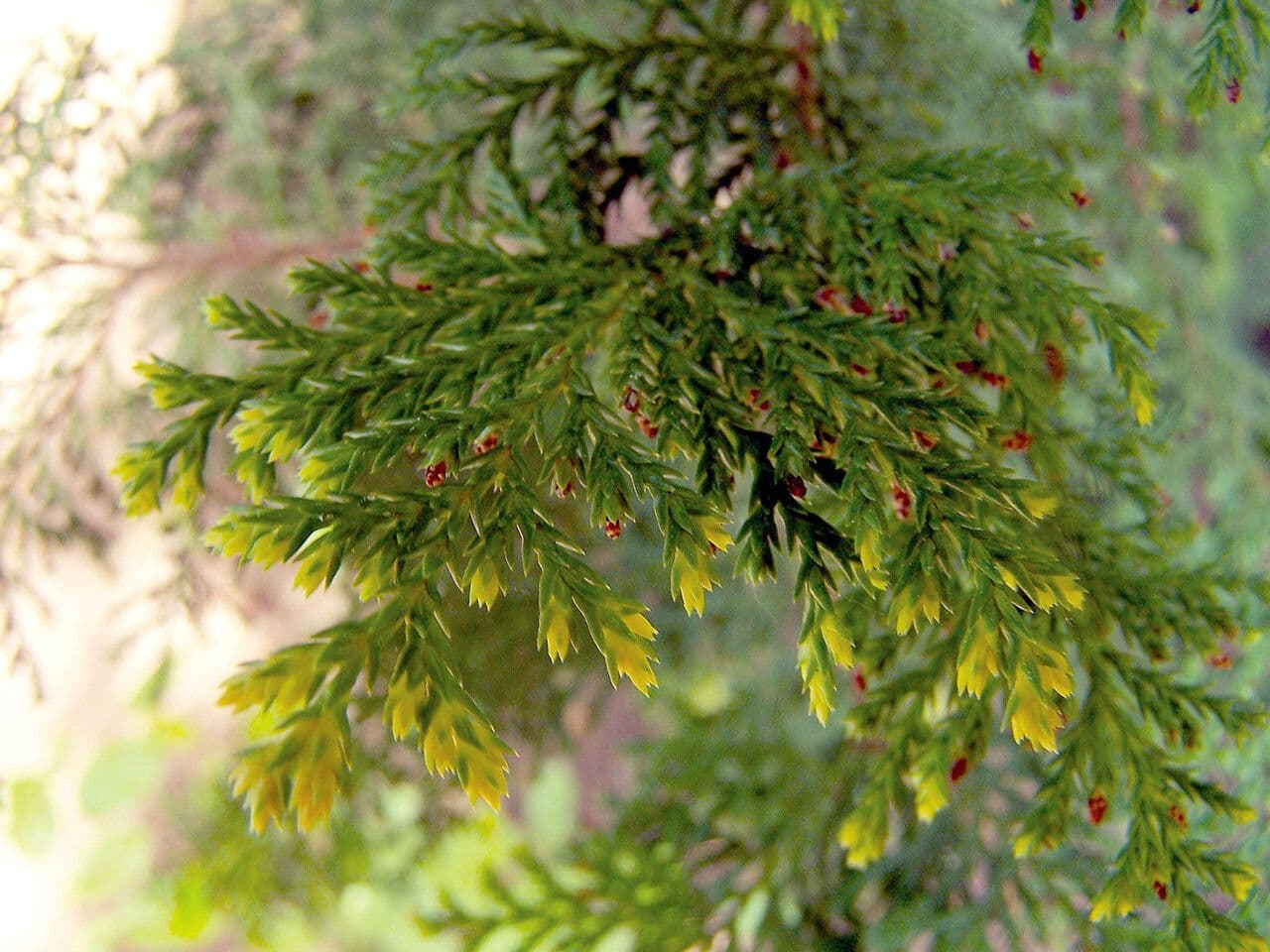 Dacrycarpus 13