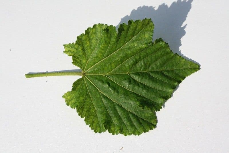 Dombeya 26