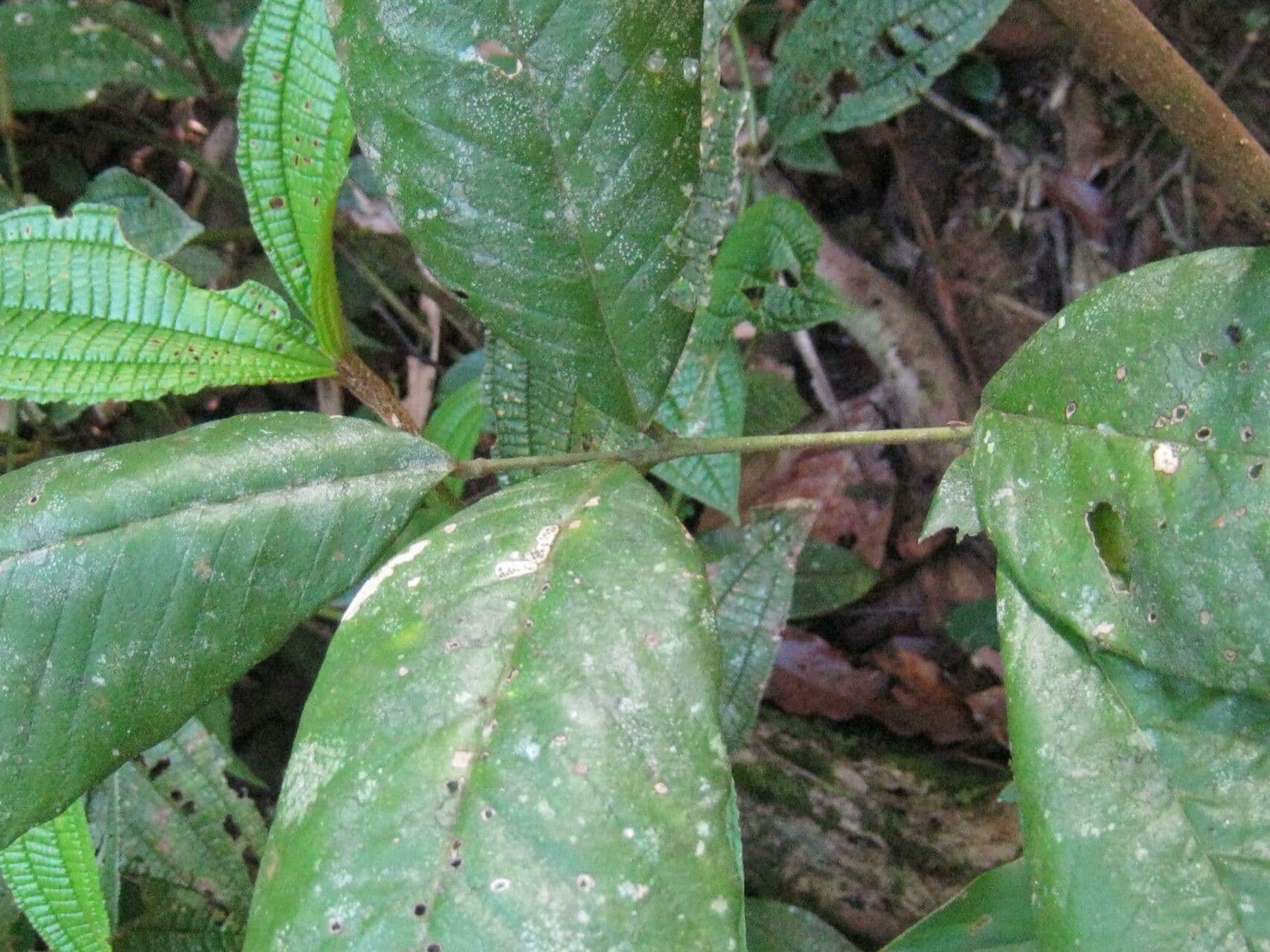 Machaerium quinata 4