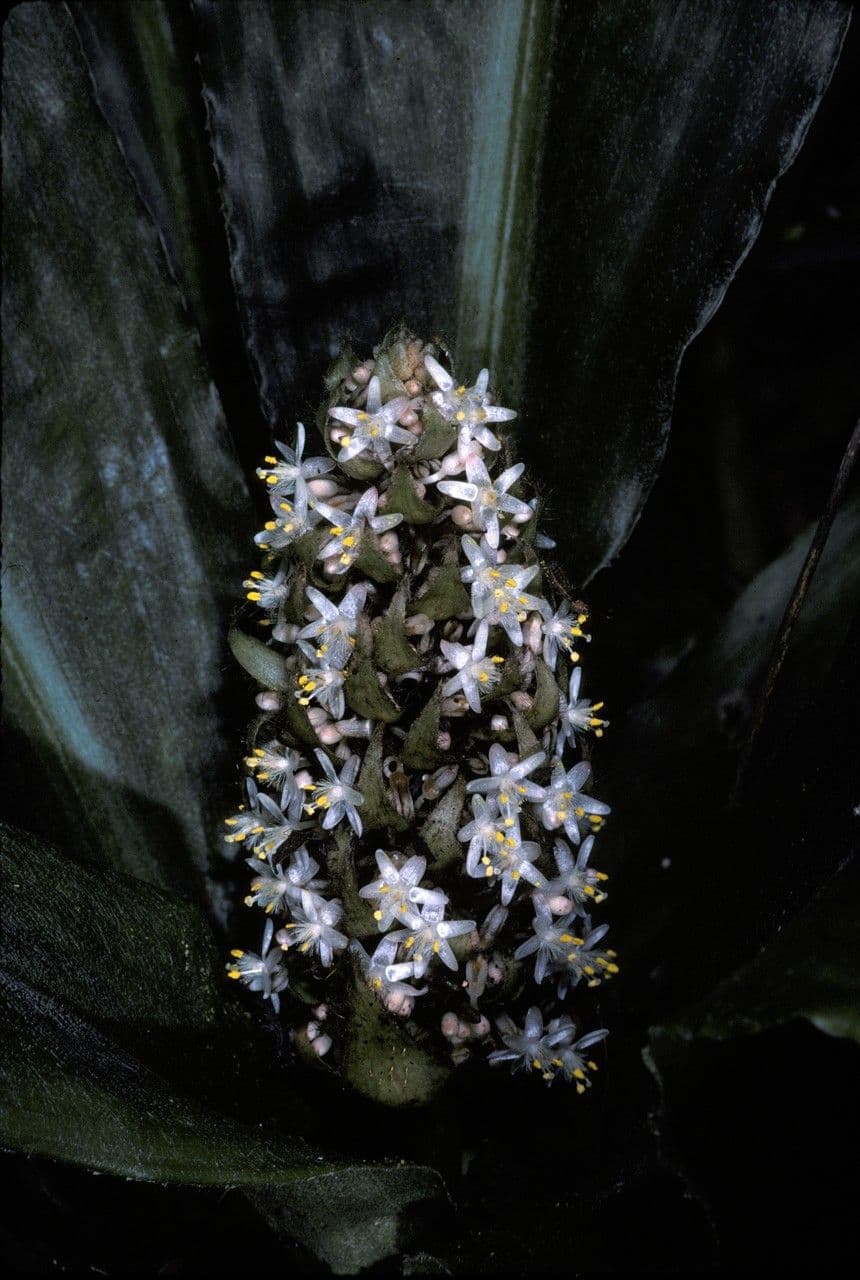 Palisota 6