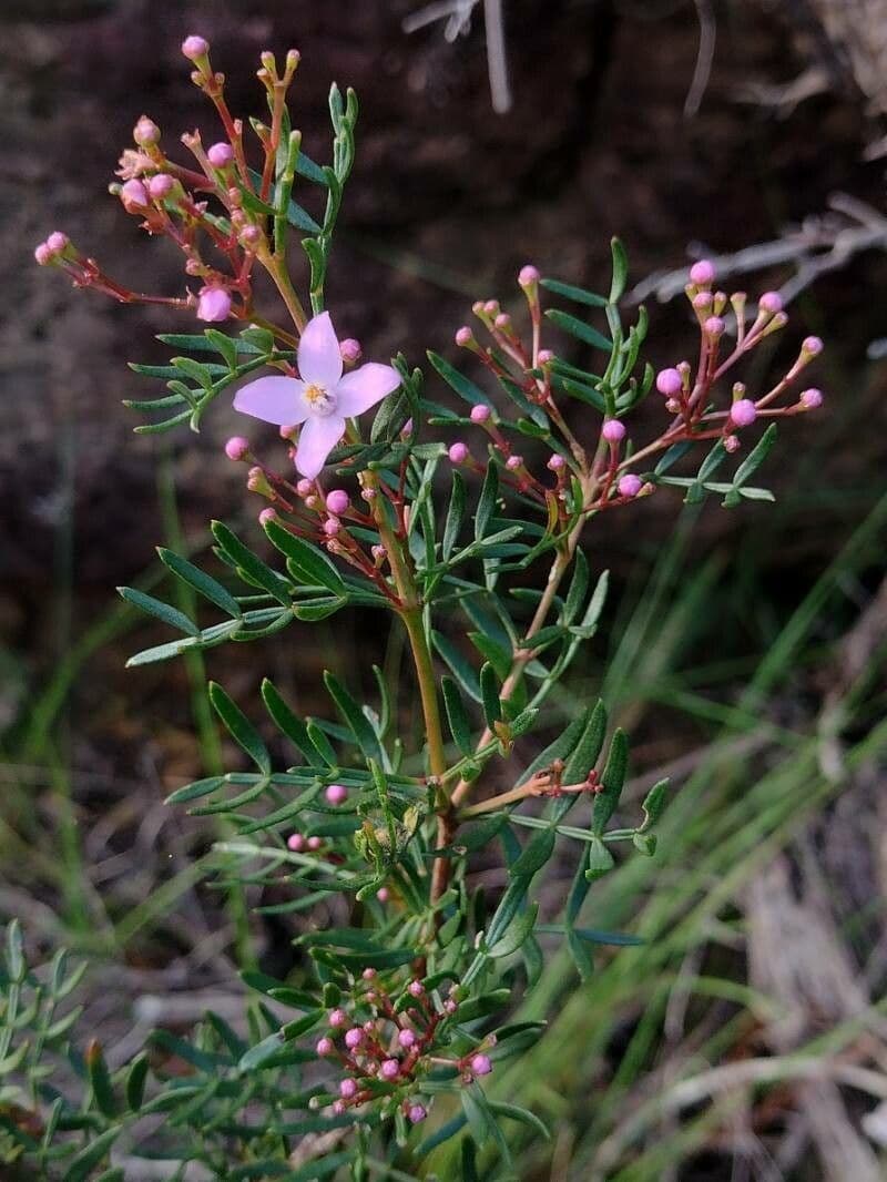 Boronia pennata 6