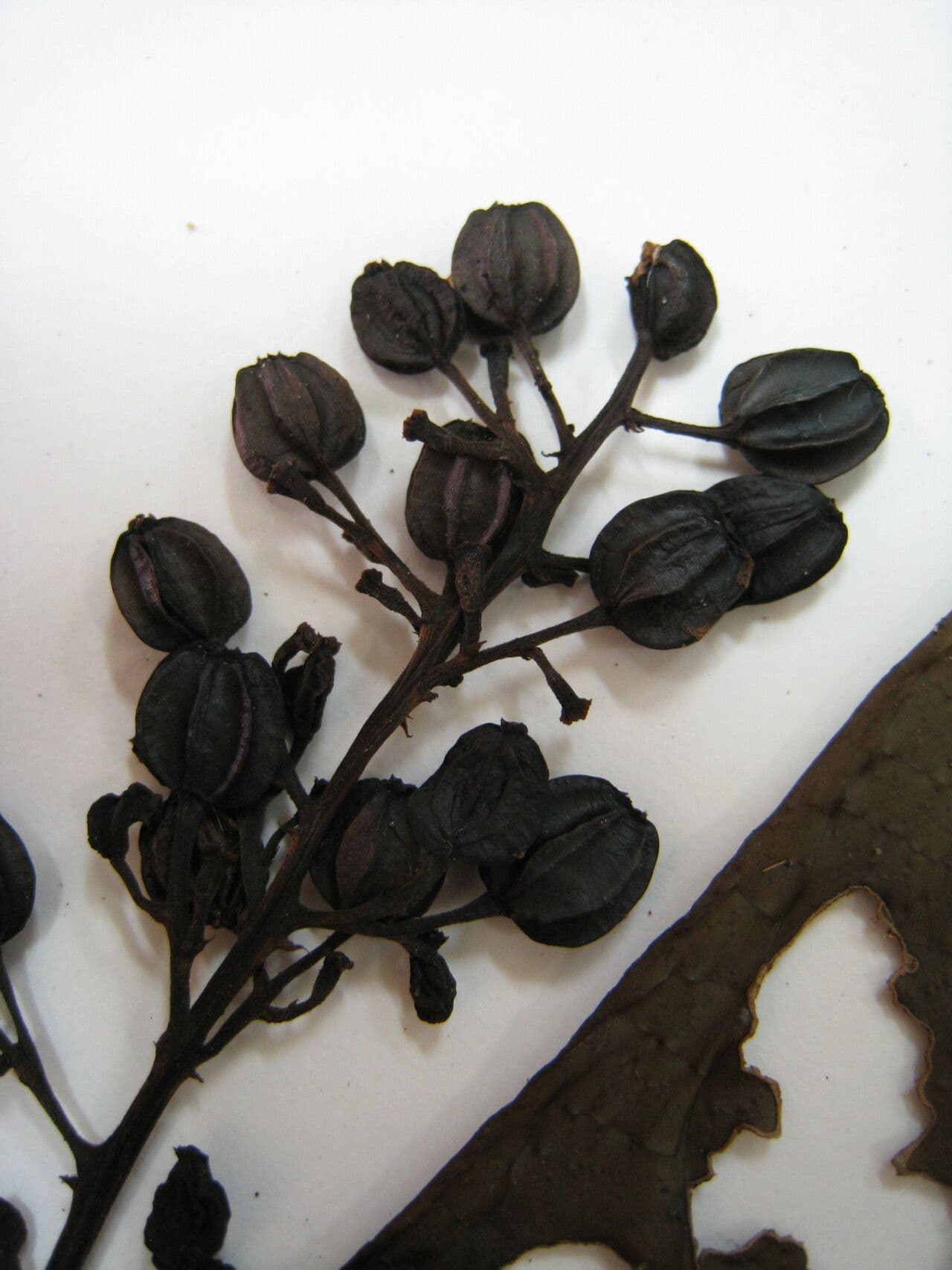 Palicourea 5
