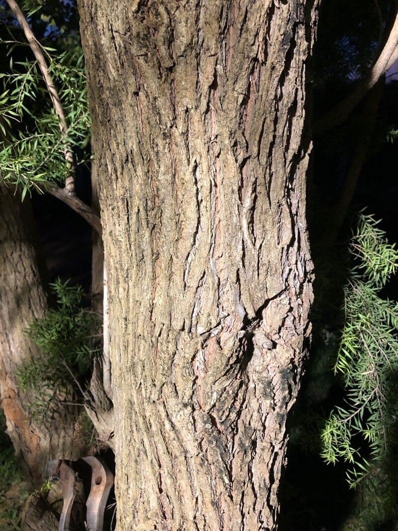 Schwarzer Teebaum 11
