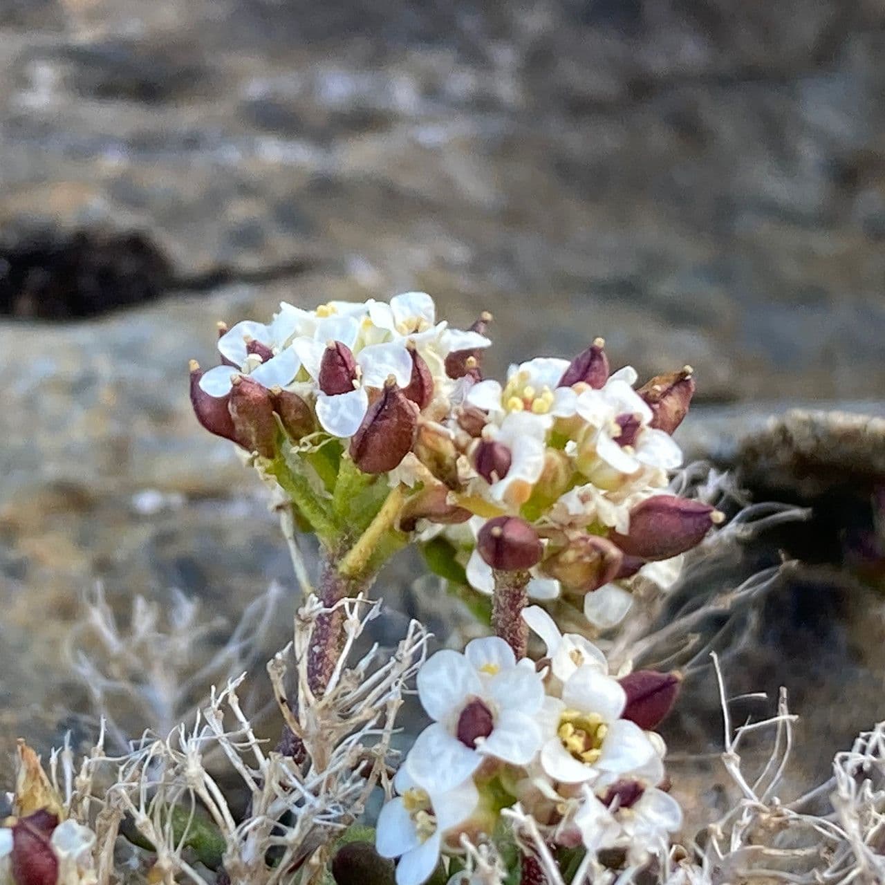 Iberidella alpina