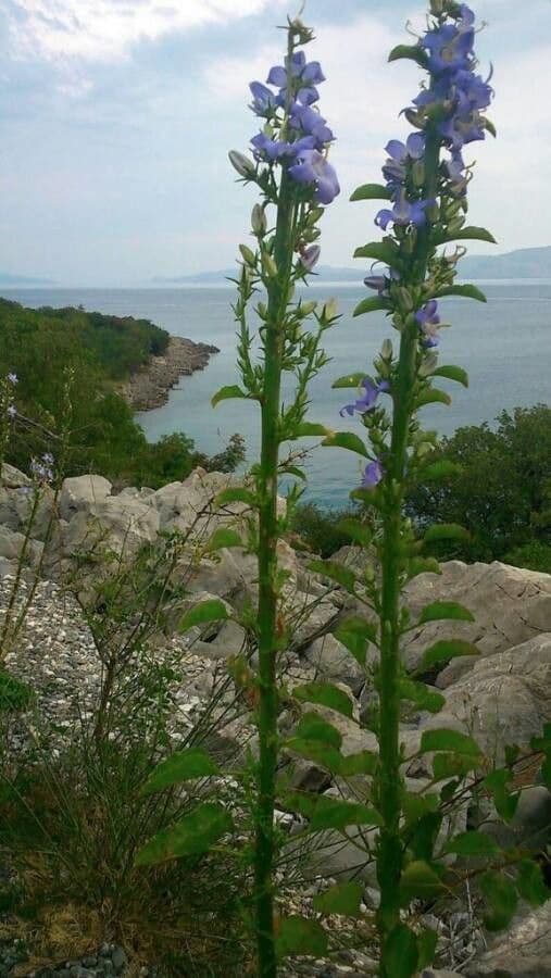 Campanula speciosa 5