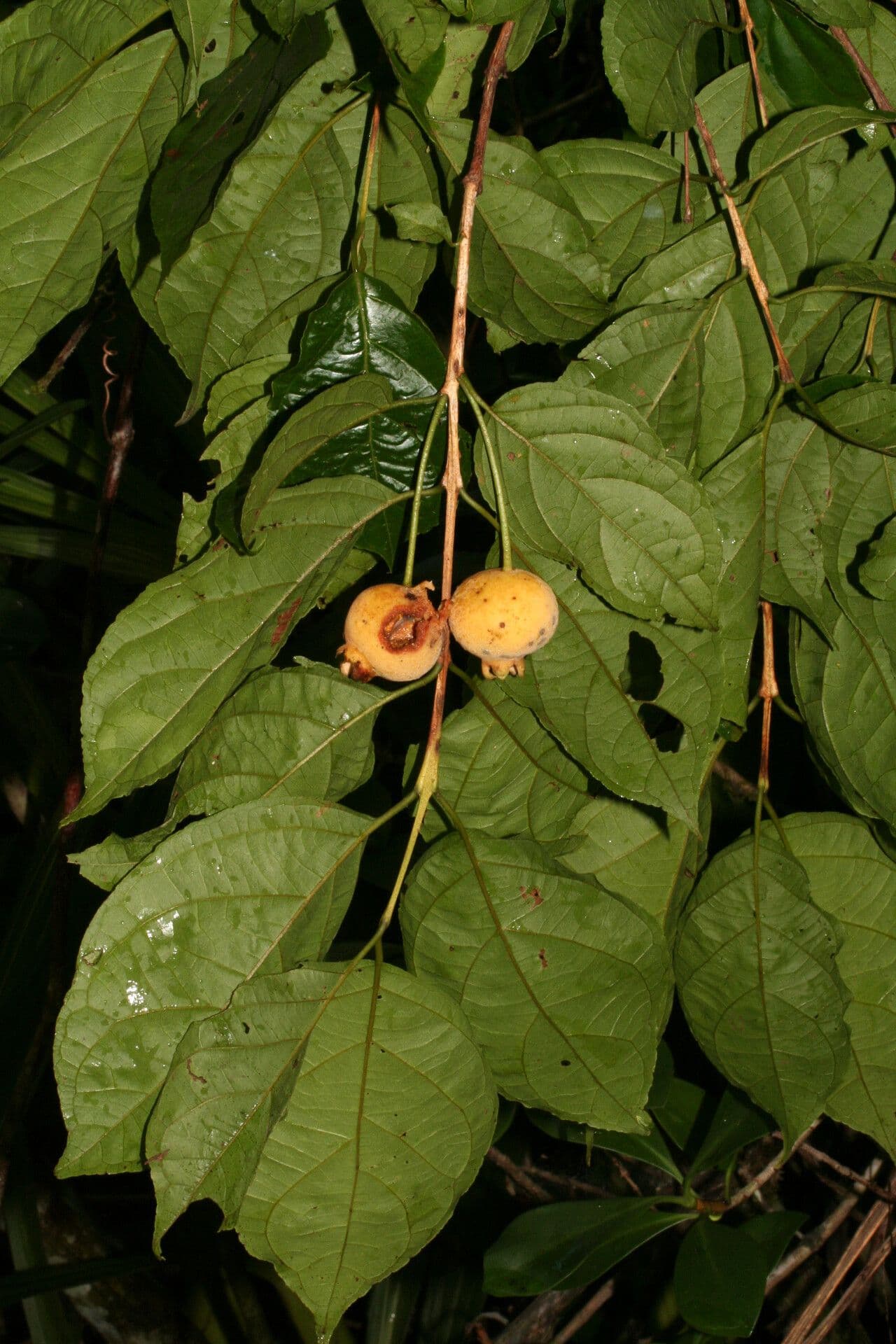 Campomanesia 3