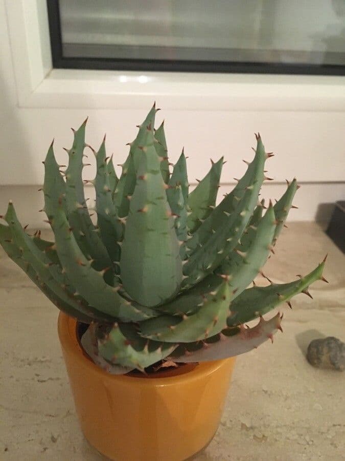 Aloe