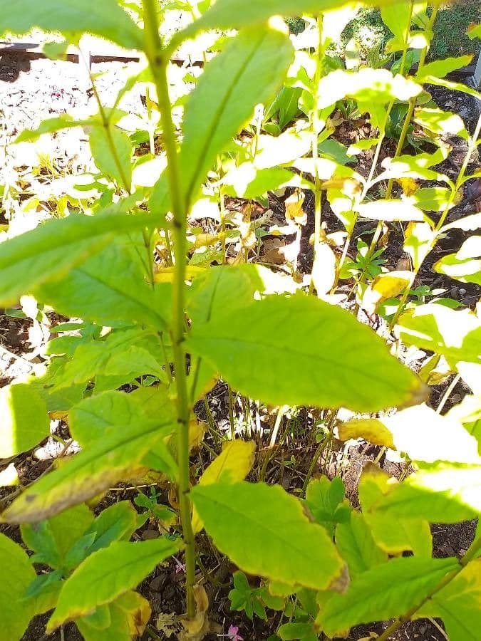 Großblättrige Flammenblume 7