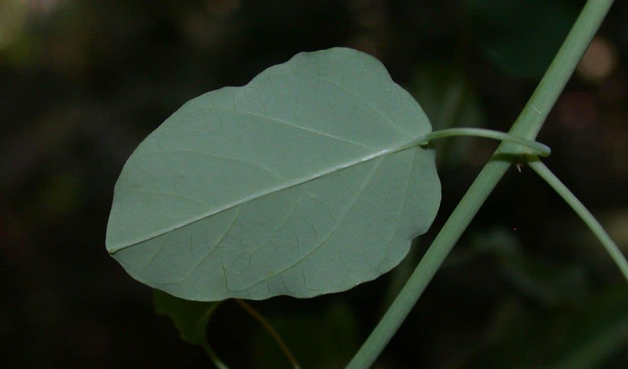 Passiflora 13