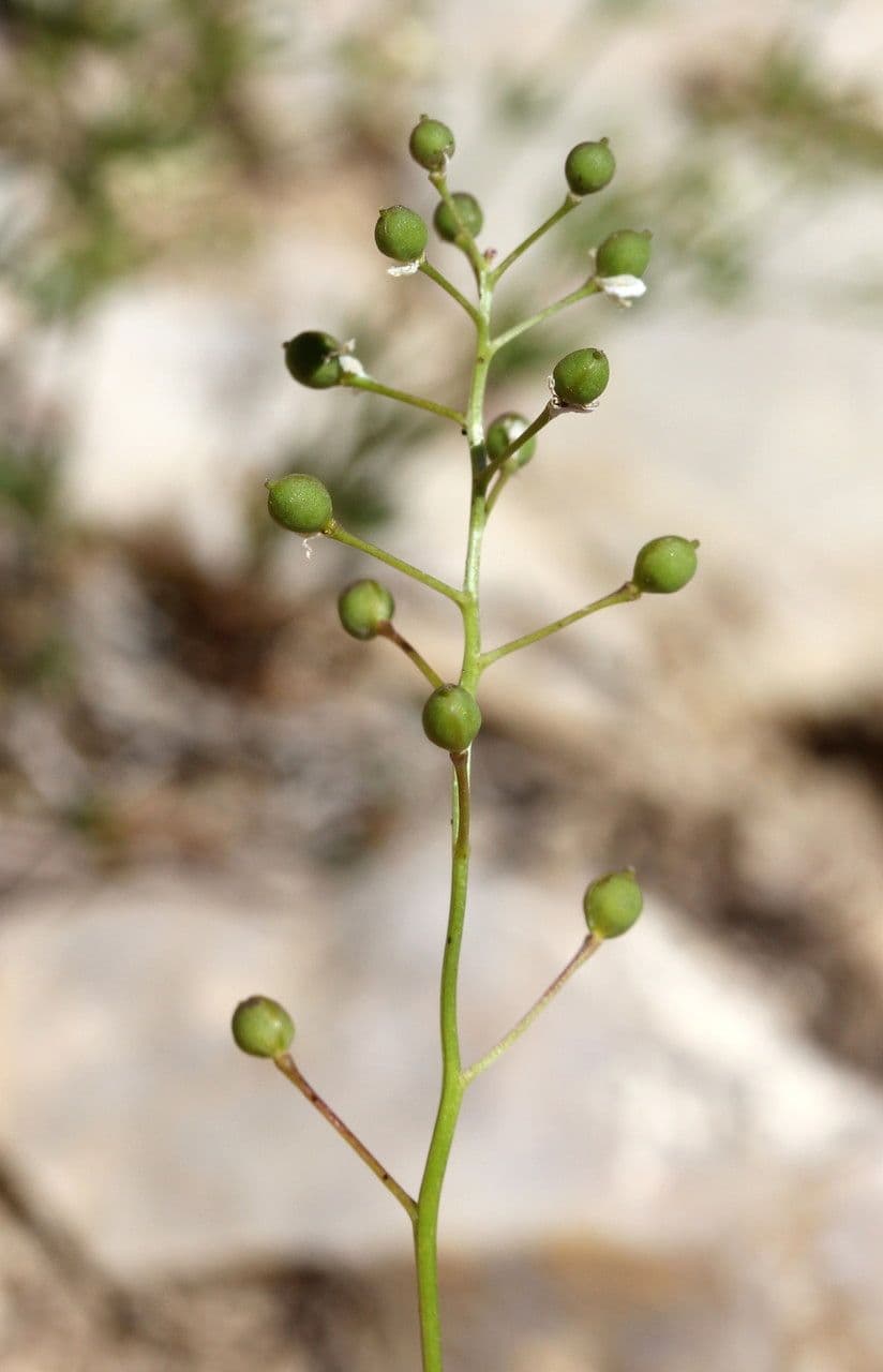 Coclearia sassifraga