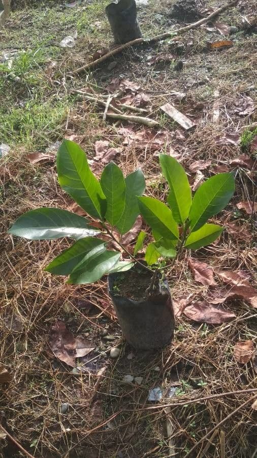Jackfruit 11