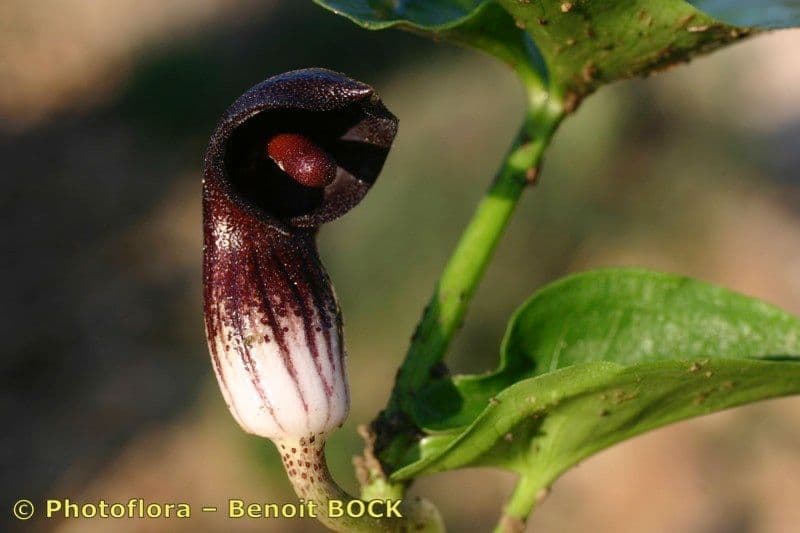 Arisarum 3
