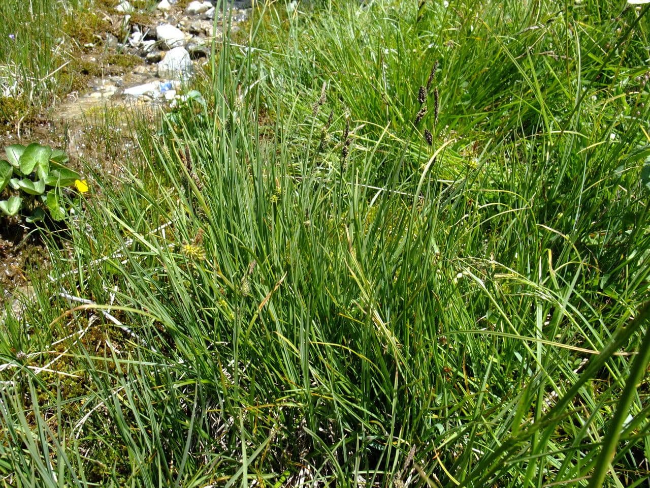 Ostřice malokvětá 12