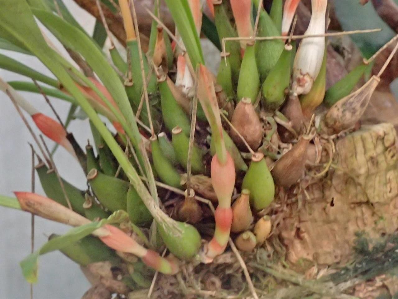 Orchidée queue de chat 16