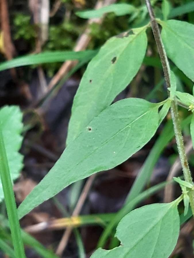 Geringblütigesella 15