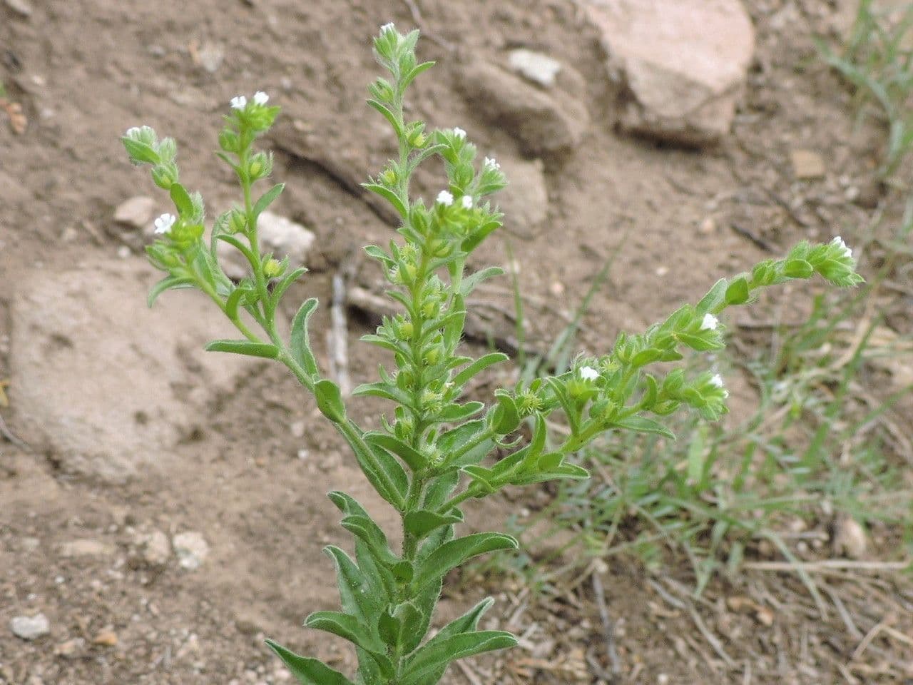 Lappula occidentale 3