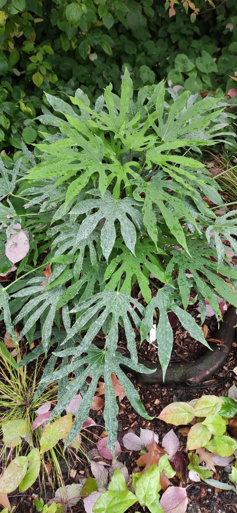 Fatsia 2