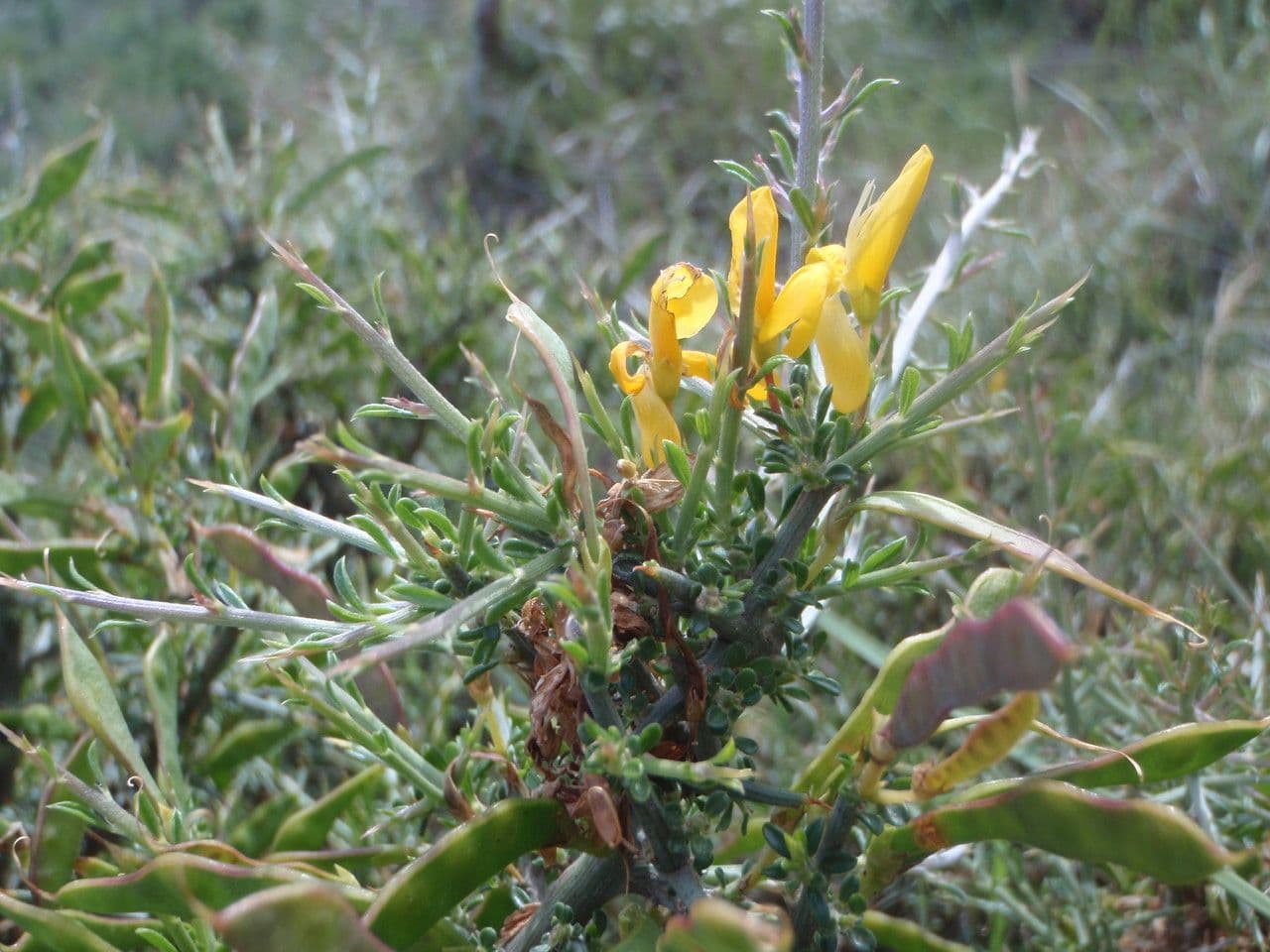 Ginestra spinosa 26