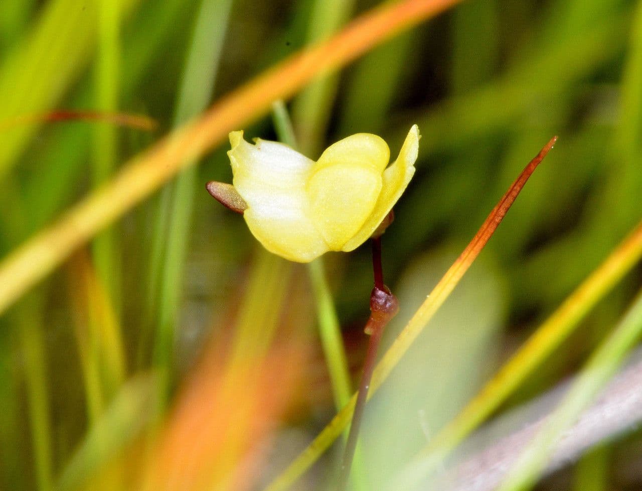 Utricularia subulata 5