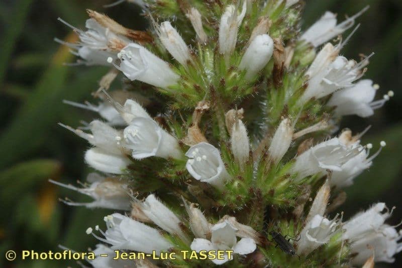 Echium 4