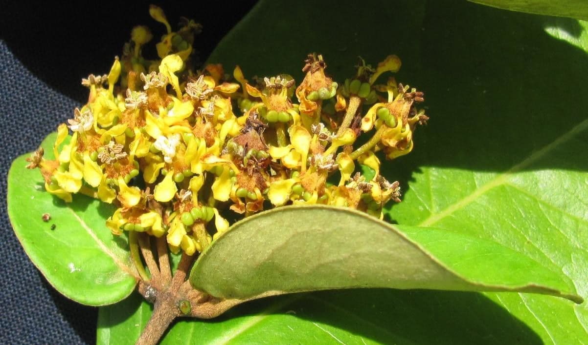 Heteropterys 3